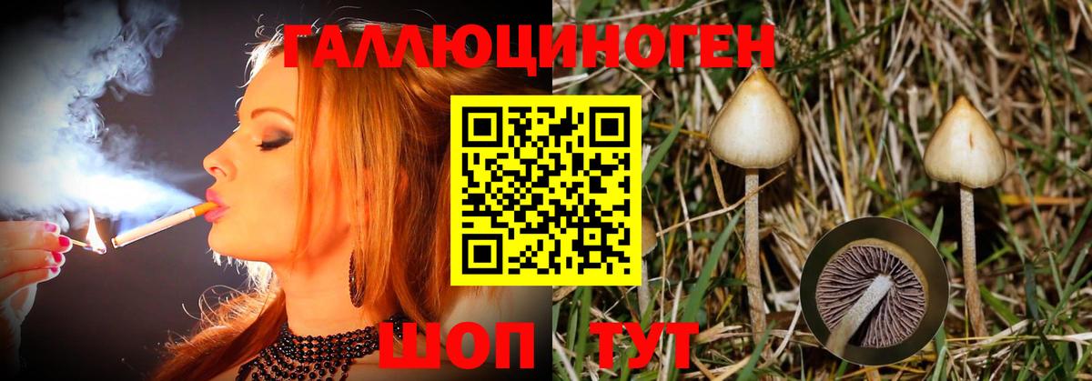 Псилоцибиновые грибы Psilocybe Михайловка